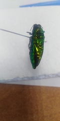 Eurythyrea aurata