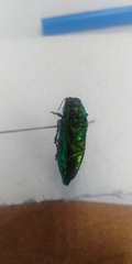 Eurythyrea aurata