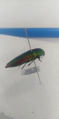 Eurythyrea aurata