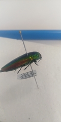 Eurythyrea aurata