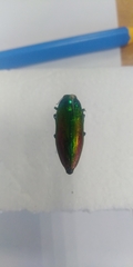 Eurythyrea aurata