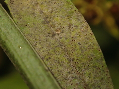 Erysiphe pisi