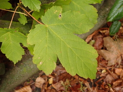 Acer pseudoplatanus
