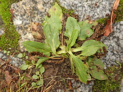 Plantago major