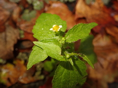Galinsoga quadriradiata