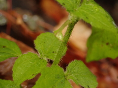 Galinsoga quadriradiata