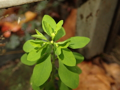 Euphorbia peplus