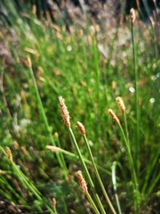Eleocharis limosa
