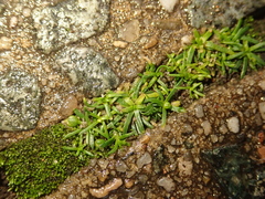 Sagina procumbens