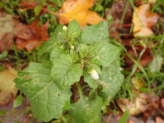 Solanum nigrum