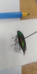Eurythyrea aurata