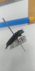 Eurythyrea aurata