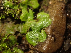 Lunularia cruciata