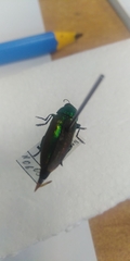 Eurythyrea aurata