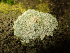 Protoparmeliopsis muralis