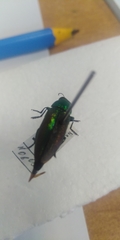 Eurythyrea aurata