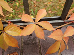 Parthenocissus quinquefolia