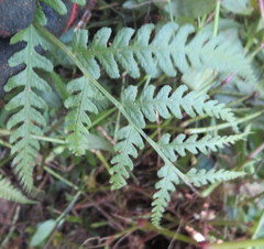 Deparia petersenii