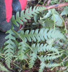 Deparia petersenii