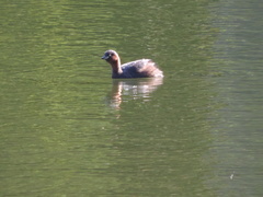 Tachybaptus ruficollis