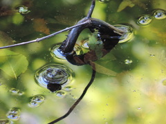 Lithobates catesbeianus