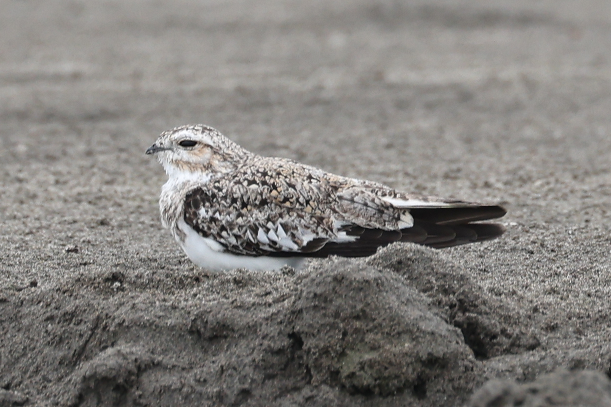 Sand-colored Nighthawk (Chordeiles rupestris), photo 6