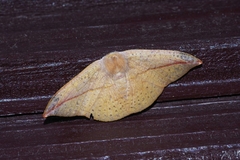 Oreta insignis
