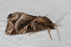 Callopistria aethiops