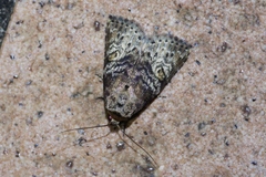 Bryophilina mollicula