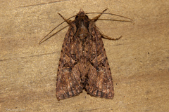 Meterana ochthistis
