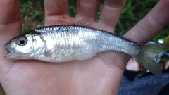 Luxilus chrysocephalus