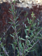 Prunus fasciculata