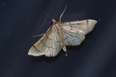 Omiodes decisalis