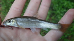 Campostoma oligolepis