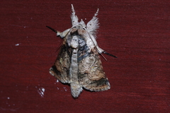 Macrobarasa xantholopha