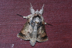 Macrobarasa xantholopha