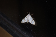 Cirrhochrista kosemponialis