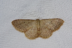 Idaea sakuraii