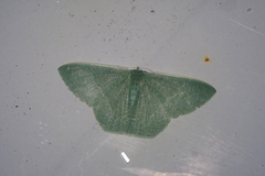 Thalassodes intaminata