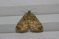 Austrocidaria callichlora