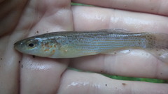 Fundulus catenatus