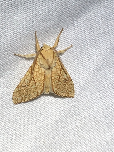 Speckled Tussock Moth