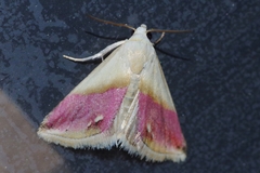 Eublemma cochylioides