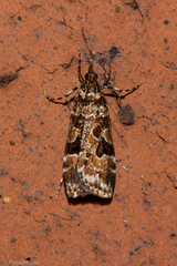 Scoparia ustimacula