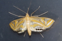 Eoophyla conjunctalis