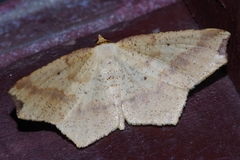 Pareclipsis gracilis