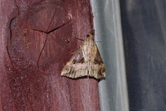 Hypena indicatalis