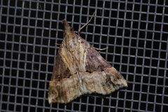 Hypena indicatalis