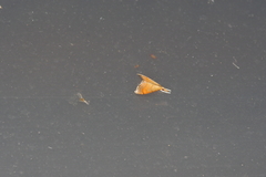 Clupeosoma pryeri