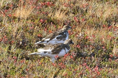 Lagopus muta islandorum